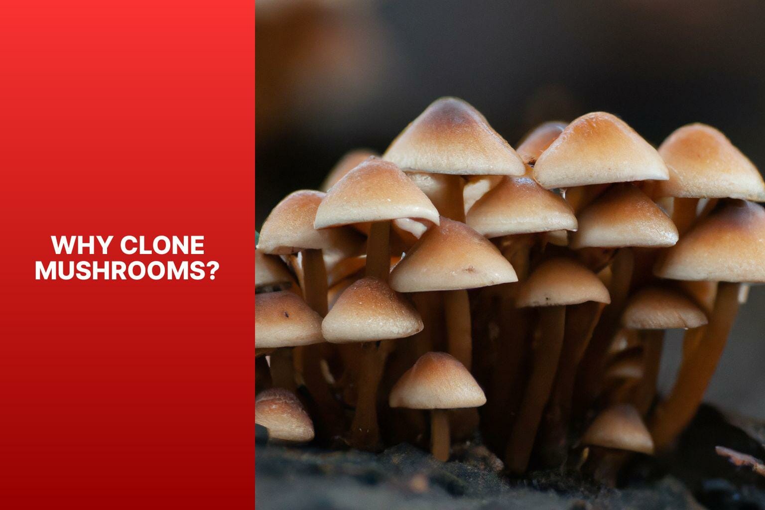 Why Clone Mushrooms? - how to clone mushroom 
