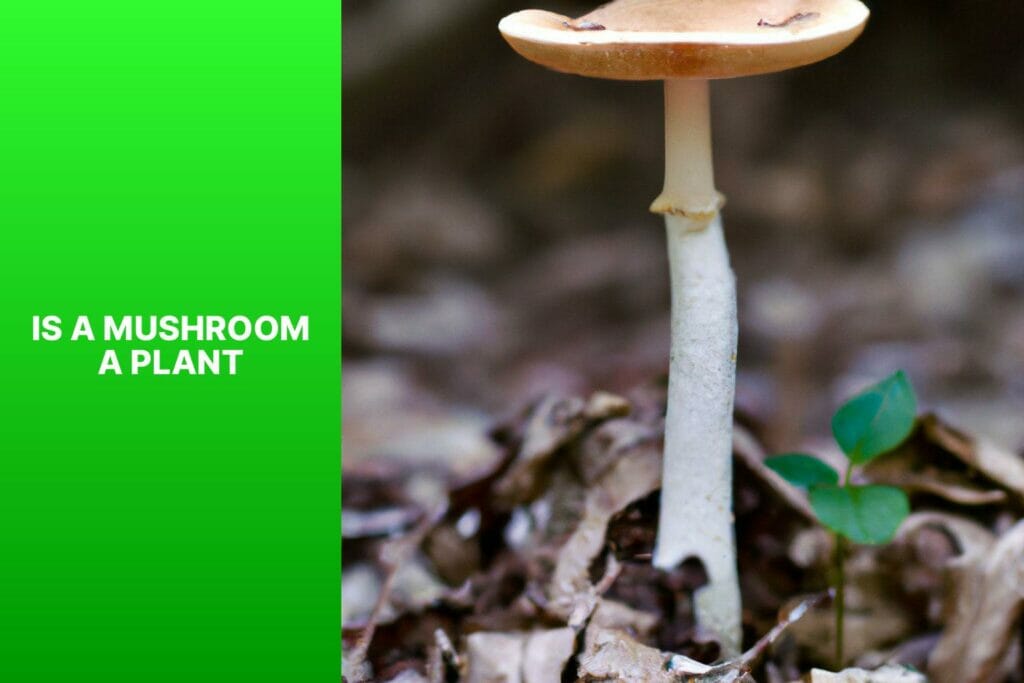 Plant, Mushroom