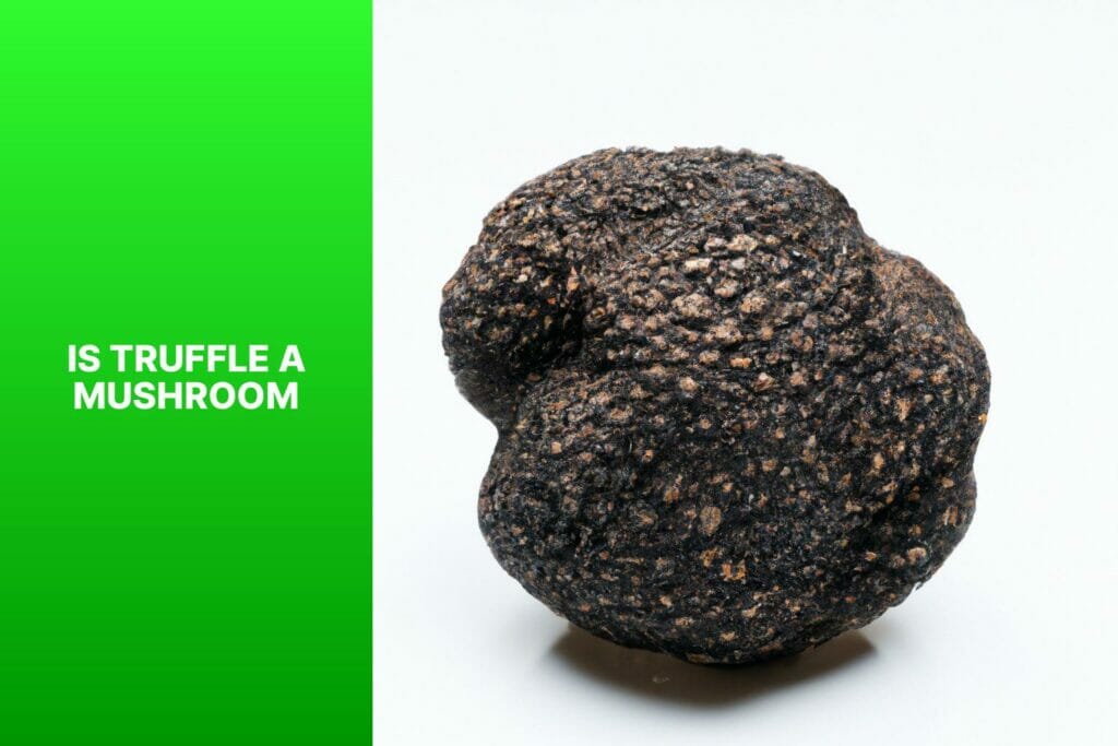 Truffle: Mushroom?