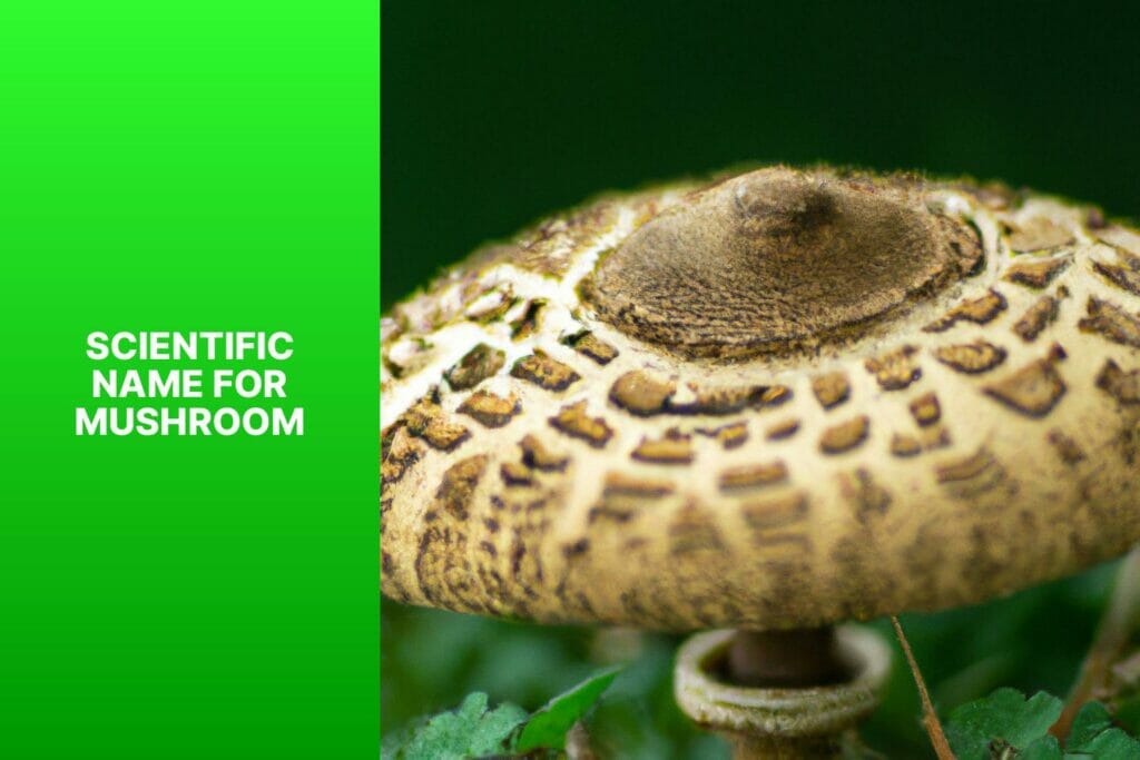 A mushroom labeled with its scientific name.