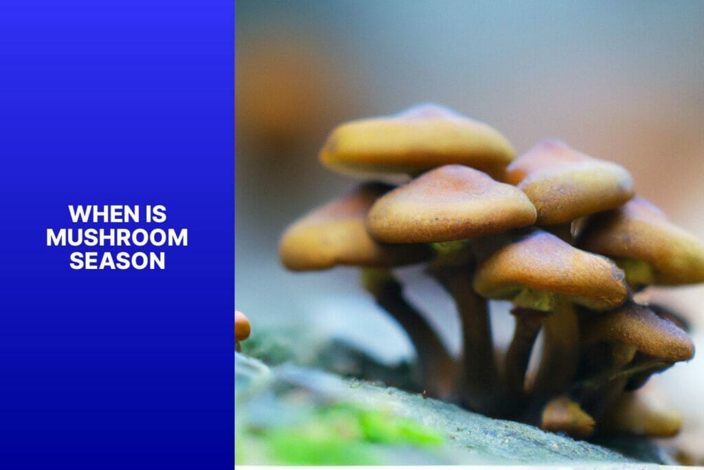 When is mushroom season?